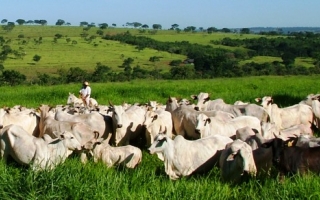 Fundação de Desenvolvimento Agropecuário - FUNDAP