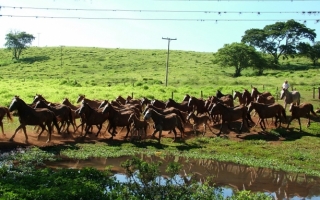 Fazenda Capim Branco