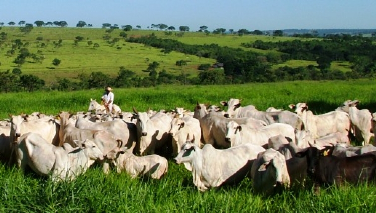 Fundação de Desenvolvimento Agropecuário - FUNDAP