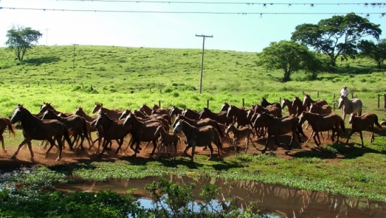 Fazenda Capim Branco