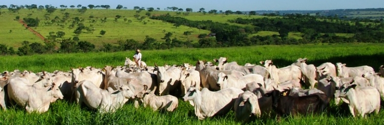 Fundação de Desenvolvimento Agropecuário - FUNDAP