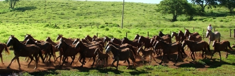 Fazenda Capim Branco
